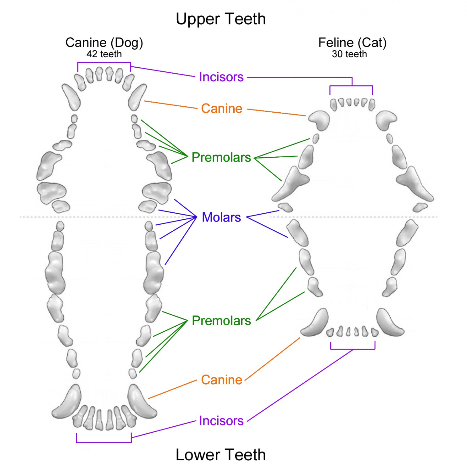 Do Dogs And Cats Have Emotions